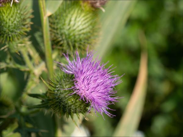 Speerdistel (Cirsium vulgare)